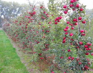 У промисловому яблуневому саду треба мати щонайменше п’ять основних сортів